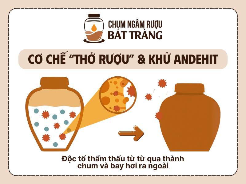 Cơ chế thở rượu và khử độc tố của chum sành ngâm rượu Bát Tràng